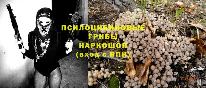 Псилоцибиновые грибы Psilocybine cubensis  блэк спрут ссылки  Киреевск 